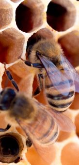 Le Rucher de l’érablière