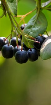 Le Verger de l&rsquo;aronia