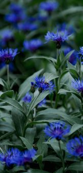 Les cueillettes du Honigberg