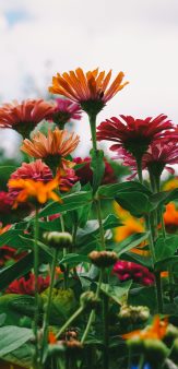 Ma ferme florale